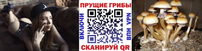 Псилоцибиновые грибы прущие грибы  Галич 
